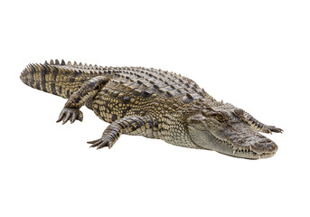 Naklejka premium Crocodile reptile wildlife animal nature photography