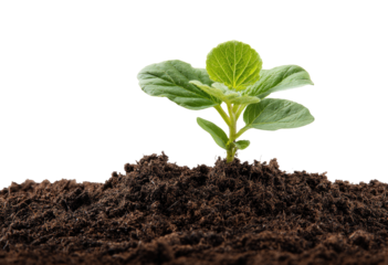 A young sprout emerging from dark soil.  Fresh, vibrant green leaves sprout from a small stem, atop rich, dark brown soil.  Isolated against a black background