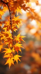 Autumn leaves background vibrant fall foliage scenic nature photography seasonal color maple leaves close up view