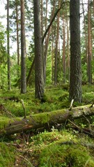 Lush green forest floor carpeted in moss and fallen logs, showcasing tall pine trees.