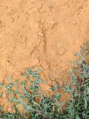 old stone wall soil earth sand stones asia grass plants landscape nature vertical photo nature print manufactory 