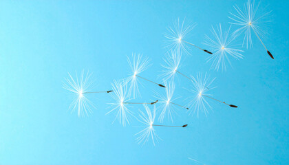 舞い上がるタンポポの綿毛　青空に漂う幻想的な瞬間