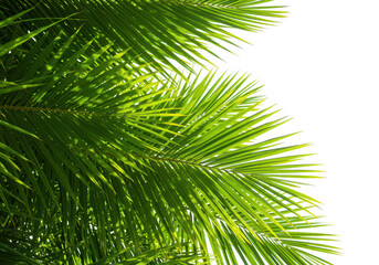 Obraz premium Closeup of bright green palm leaves against a transparent background