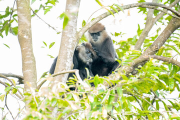 
An endangered arboreal monkey endemic to Sri Lanka. It has a dark face with a light-colored beard...