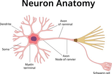 Neuron anatomy illustration, labeled nerve cell structure, dendrite soma axon diagram, neuroscience education chart, biology medical vector, brain science design.