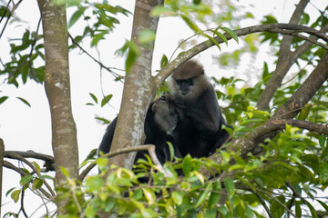 
An endangered arboreal monkey endemic to Sri Lanka. It has a dark face with a light-colored beard...