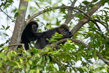
An endangered arboreal monkey endemic to Sri Lanka. It has a dark face with a light-colored beard...