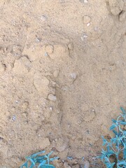 shells on the beach soil earth sand stones asia grass plants landscape nature vertical photo