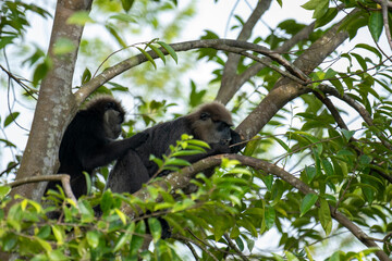 
An endangered arboreal monkey endemic to Sri Lanka. It has a dark face with a light-colored beard...