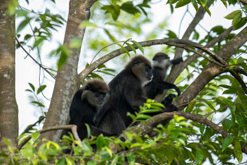 
An endangered arboreal monkey endemic to Sri Lanka. It has a dark face with a light-colored beard...