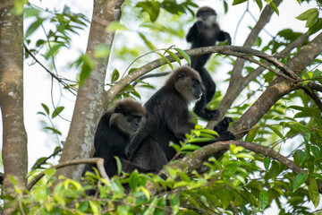 
An endangered arboreal monkey endemic to Sri Lanka. It has a dark face with a light-colored beard and a crown of brown fur on its head.