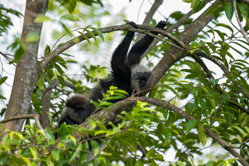 
An endangered arboreal monkey endemic to Sri Lanka. It has a dark face with a light-colored beard...
