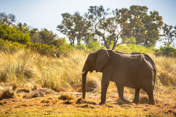 herd of African elephants at sunset Botswana