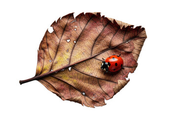 High-angle macro of a decaying autumn leaf with intricate veins and a vibrant red ladybug crawling, clean transparent background, studio lighting, natural contrast and life amidst decay