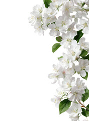 Close-up of a cluster of delicate white blossoms.  Branch with many small, rounded flowers.  Green leaves amongst blooms.  Black background isolates the floral display