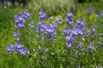Obraz premium Purple flowers in beautiful nature