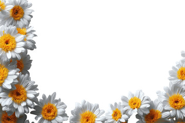 White daisies in a curved border against black