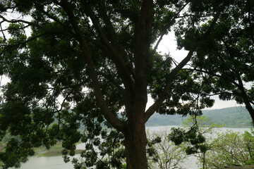 Tree Overlooking a Serene Lake