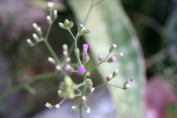 Close Up of Pink and White Wildflowers