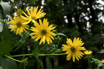 Silphium perfoliatum. Yellow flowers of the cup plant.