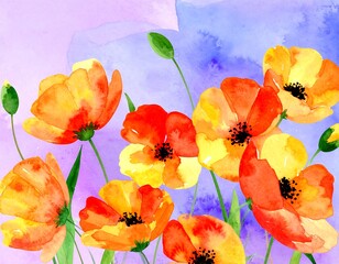 Watercolor poppy flowers