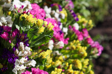 bright statice (dried flowers) of various colors on a blurred floral background