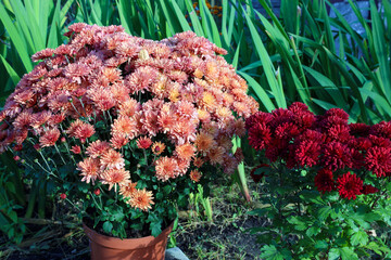 blooming autumn chrysanthemum of two colors - red and pink grows in plastic pots