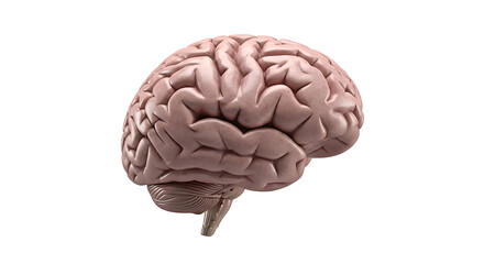 Anatomical illustration of a human brain, isolated on white background