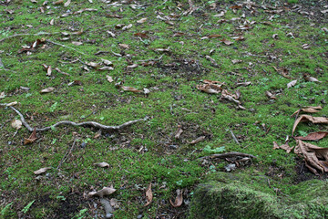 Fallen leaves on the ground covered with green moss in natural forest background.