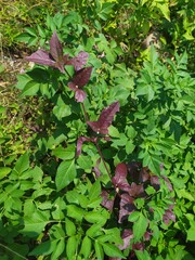 purple leaf wild plant