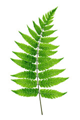 Detailed close-up of a vibrant green fern frond.  Intricate,  lace-like structure,  leafy segments,  and a central stem.  High-contrast image with a  dark background