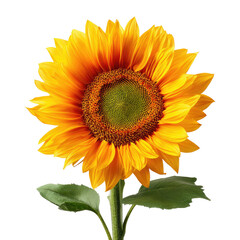 Obraz premium Vibrant sunflower, close-up, bright yellow petals, green center