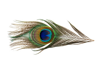 Vibrant peacock feather with eye spot on transparent background