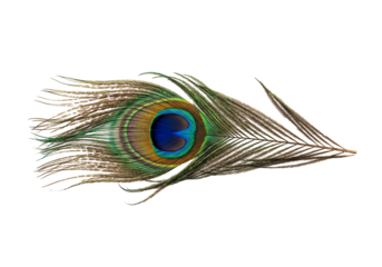 Vibrant peacock feather with eye spot on transparent background
