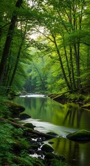 Obraz premium Tranquil Forest Stream.