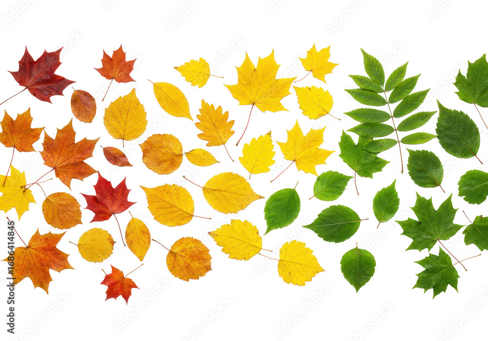 Poster autumn leaves in gradient color isolated on transparent background