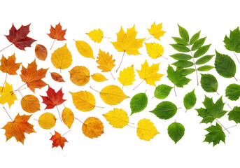 Fototapeta premium Autumn leaves in gradient color isolated on transparent background