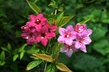 Pink Blossoms of Weigela