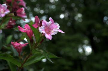 Obraz premium Pink Blossoms of Weigela