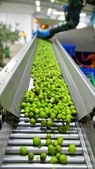 Olives flowing on conveyor belt