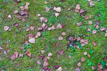 苔の上の落ち葉