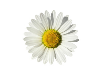 Daisy flower isolated on transparent background