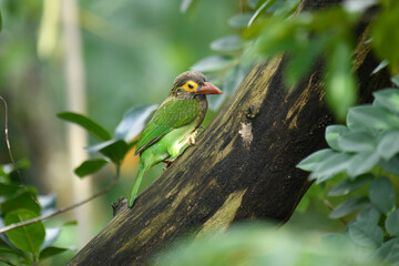 The image shows a Brown-headed Barbet, a colorful bird with a brown head, vibrant yellow eyes, and a reddish beak, perched on a branch amidst lush green foliage.