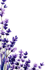 Lavender corner border, vibrant purple blossoms