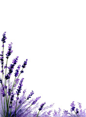 Lavender blossoms in a corner border