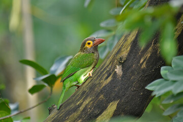 The image shows a Brown-headed Barbet, a colorful bird with a brown head, vibrant yellow eyes, and a reddish beak, perched on a branch amidst lush green foliage.