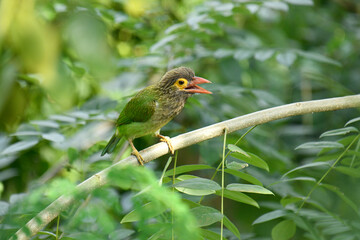 The image shows a Brown-headed Barbet, a colorful bird with a brown head, vibrant yellow eyes, and a reddish beak, perched on a branch amidst lush green foliage.