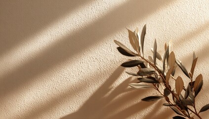 Muted beige wall with olive branch, sunbeams