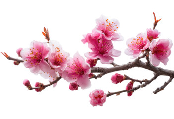 Delicate pink blossoms on a branch.  Soft pink flowers with hints of deeper pink and a touch of white adorn a light brown branch.  Several buds are visible. 