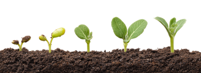 Sprouting seedlings in various stages of growth.  A row of young plants emerging from soil